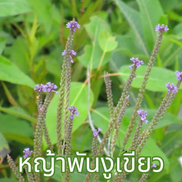 หญ้าพันงูเขียว