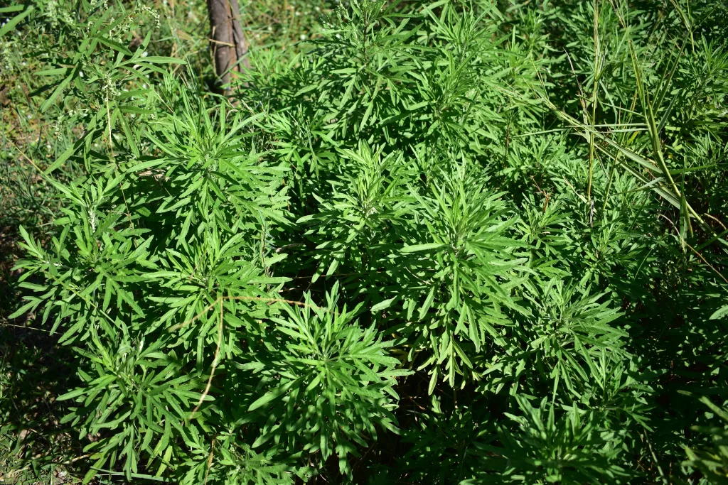 โกฐจุฬาลัมพา หรือ Mugwort (Artemisia vulgaris)