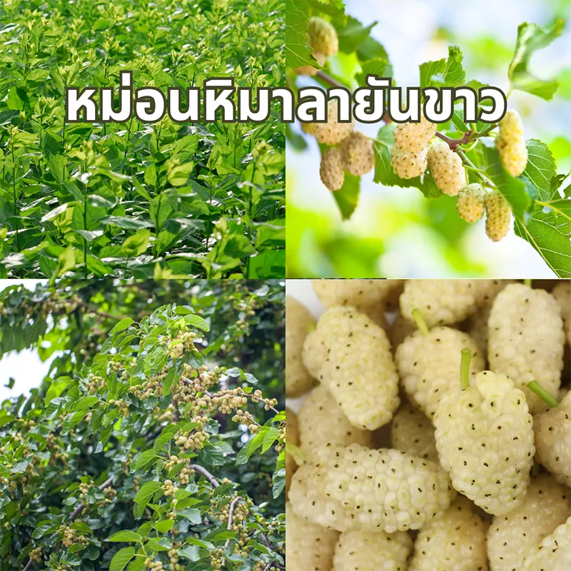 หม่อนหิมาลายันขาว