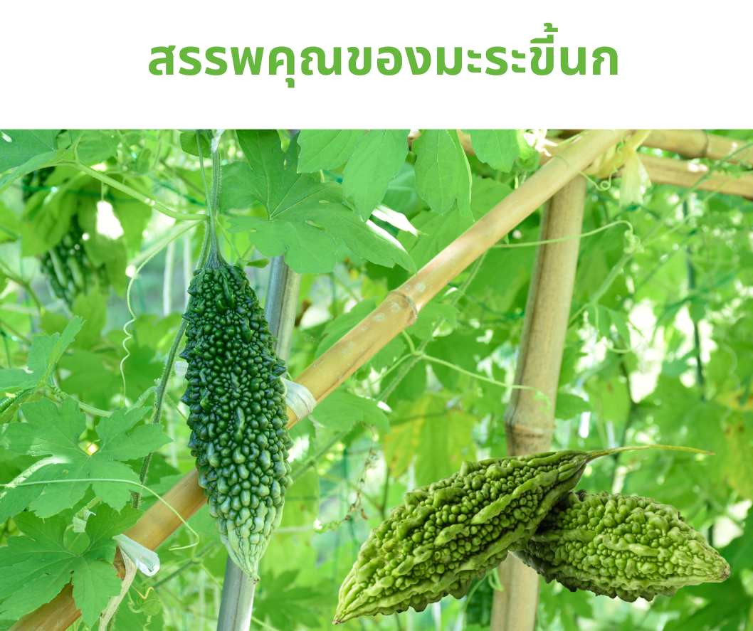 สรรพคุณของมะระขี้นก