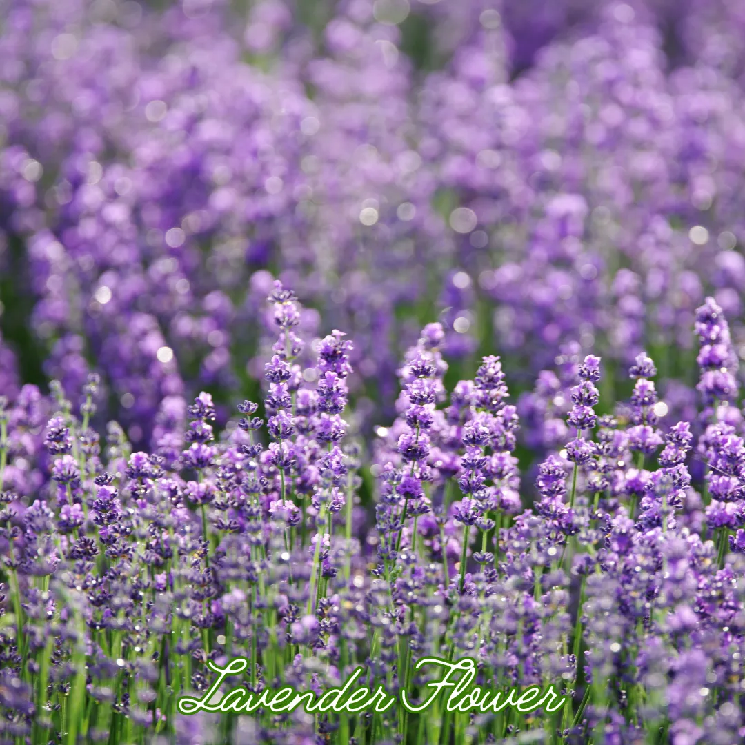 ดอกลาเวนเดอร์ (Lavender Flower)