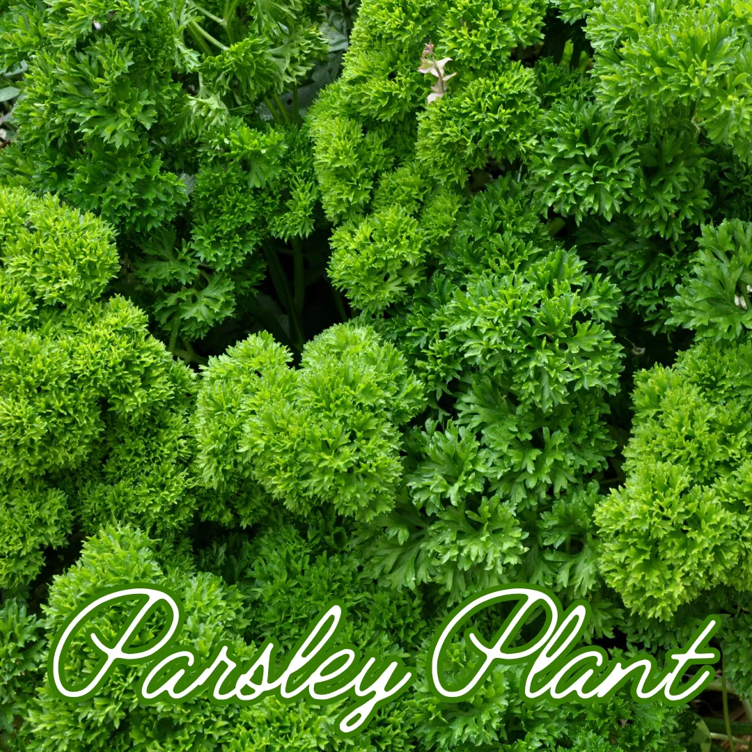 ต้นพาสลีย์ (Parsley Plant)