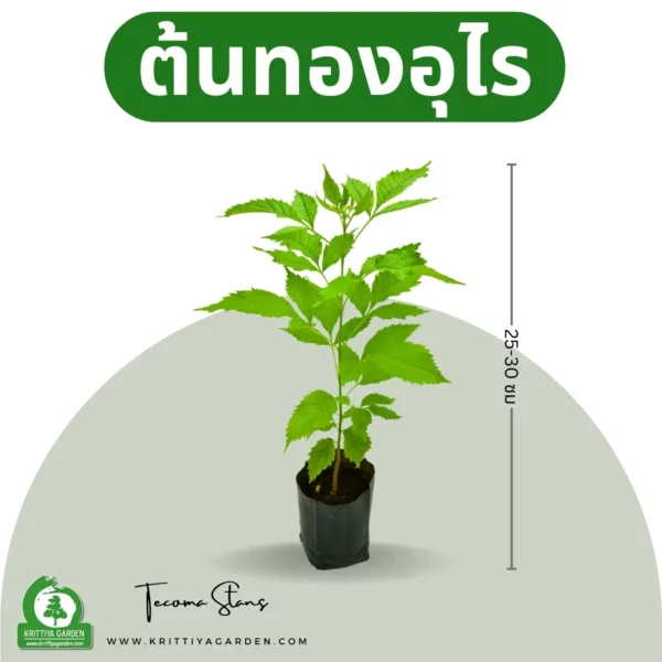 ต้นทองอุไร