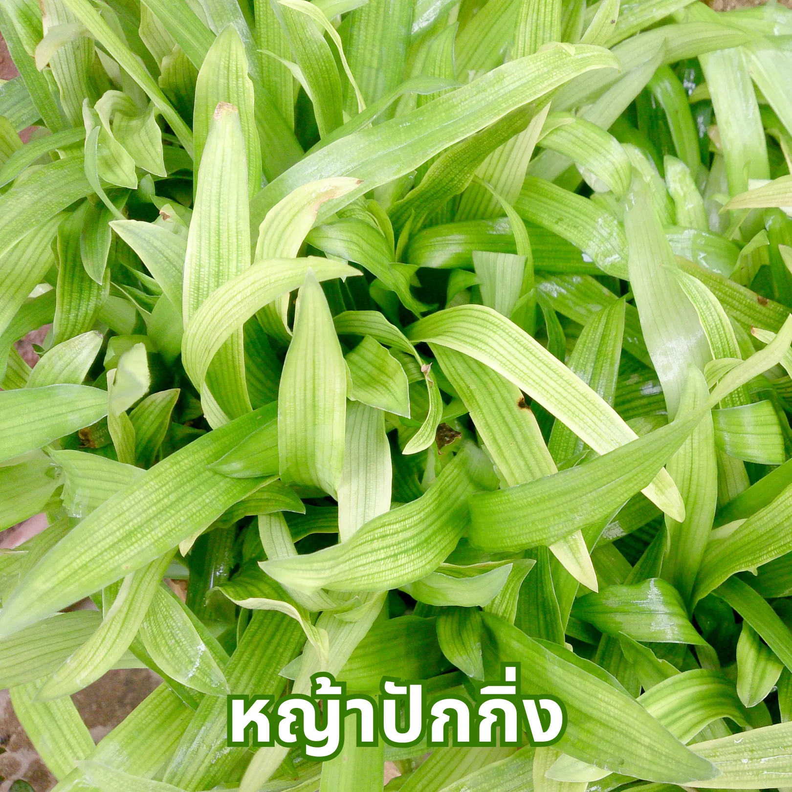 หญ้าปักกิ่ง