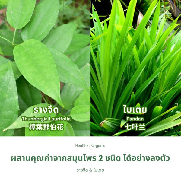 ใบรางจืดผสมใบเตย