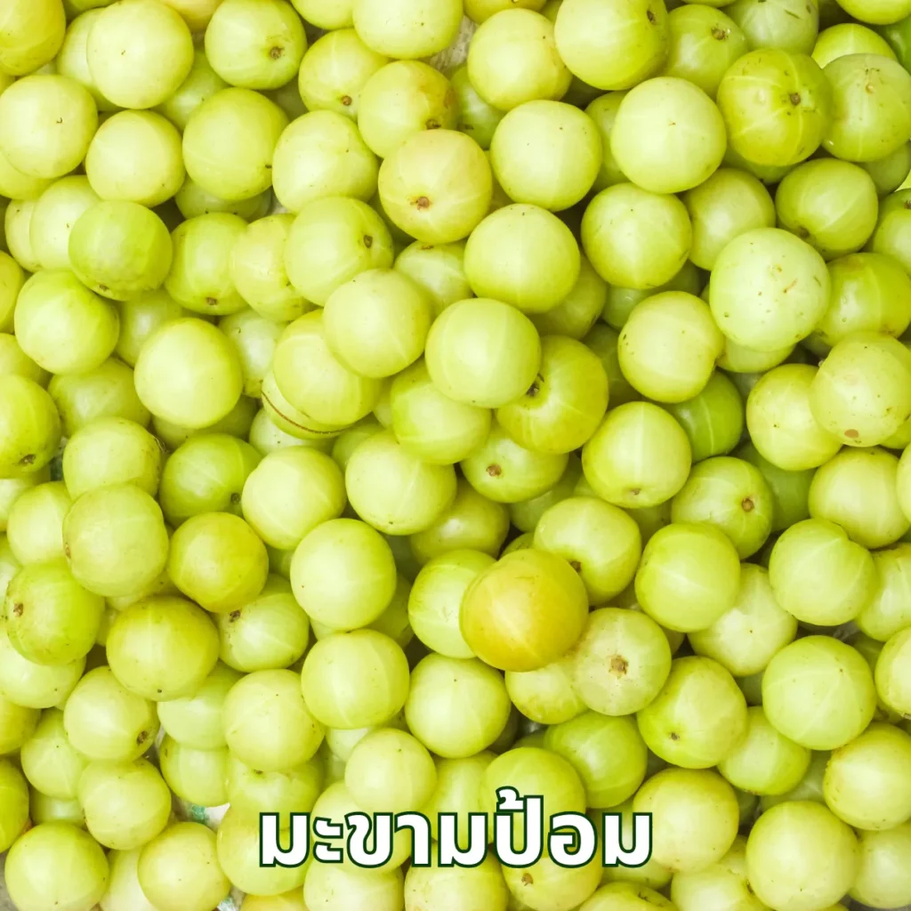 มะขามป้อม