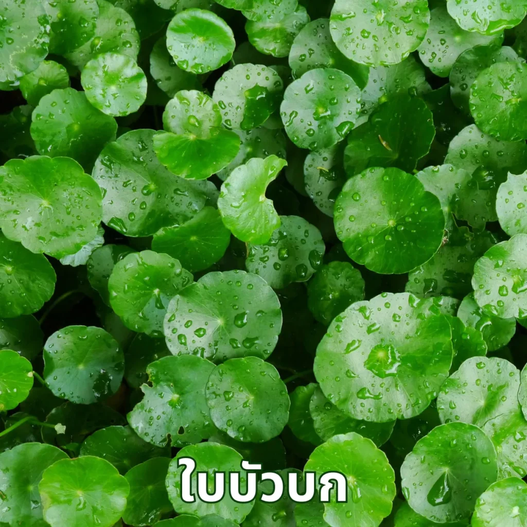 ใบบัวบก